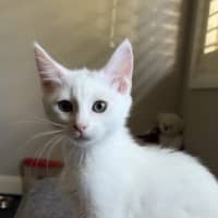 Photo of Marshmallow