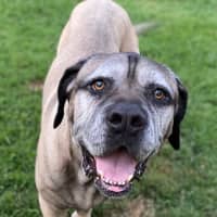 Photo of Bogie *$150 Adoption Fee*