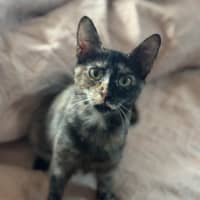 Photo of Stella
