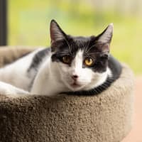 Photo of Basil   In Foster Care In Cranbourne
