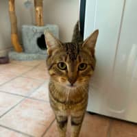 Photo of Dexter   In Foster Care In Bentleigh
