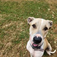 Photo of Bella (Shela)