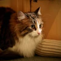 Photo of Mystic 