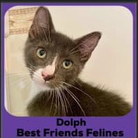 Photo of Dolph 
