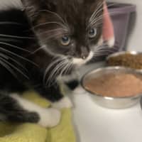 Photo of Princess Sparkles