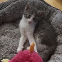 Photo of Lulu