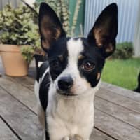 Photo of Oreo 🎾