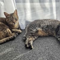 Photo of Milo / Otis