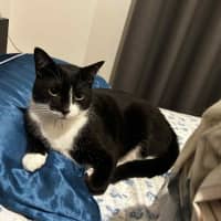 Photo of Al Purrchino