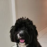 Photo of Dimond   10 Month Old Poodle X Staffy