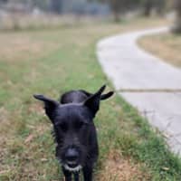 Photo of Smiffy