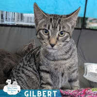Photo of Gilbert