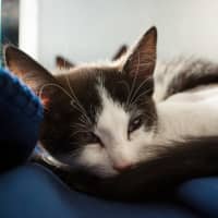 Photo of Buttons