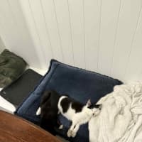 Photo of Pancake & Henry