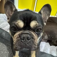 Photo of Pablo & Frankie    8 & 4 Yo French Bulldog