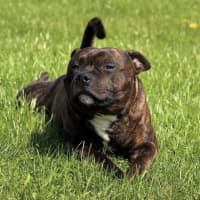 Photo of Rodney