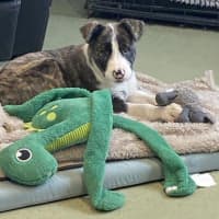 Photo of Tom Collins