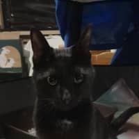 Photo of Mister Meet Me@Petstock Chelsea Store 