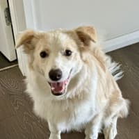 Photo of Biscuit