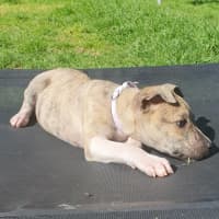 Photo of Eevie 🌼🎀