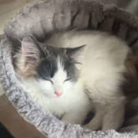 Photo of Lucy