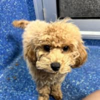 Photo of Milo