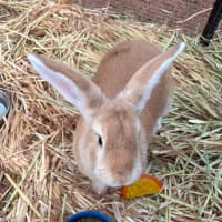 Photo of Ranger