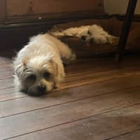 Photo of Ruby ~ 3 Year Old Terrier X. Non Shedding