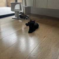 Photo of Snapdragon *Adoption Pending*