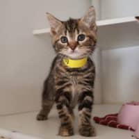 Photo of Salsa