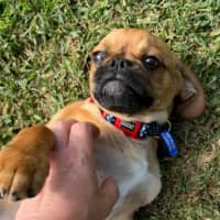 Photo of Harry   15 Week Old Pug X Cavalier