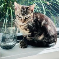 Photo of Tiki 