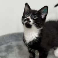 Photo of Rascal
