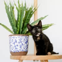 Photo of Freya