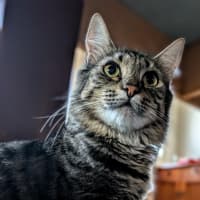 Photo of Daisy