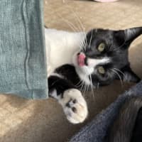 Photo of Archie