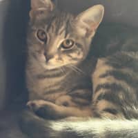 Photo of Tabitha   Reduced Adoption Fee $150