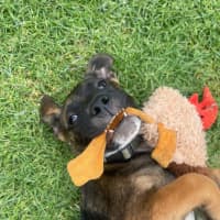 Photo of Raider