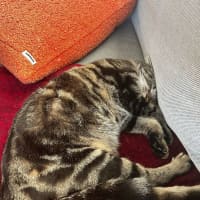 Photo of Cora   In Foster Care In Reservoir