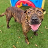 Photo of Buddy