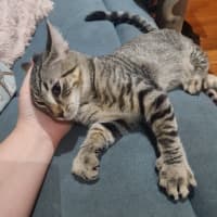 Photo of Martin   In Foster Care In Templestowe 