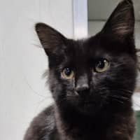 Photo of Vader