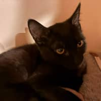 Photo of Onyx   In Foster Care In Eltham