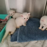 Photo of Mochi