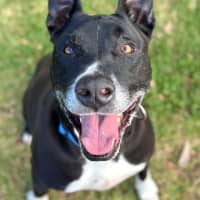 Photo of Winston