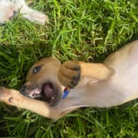 Photo of Juan   11 Week Old Staffy X