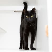 Photo of Onyx