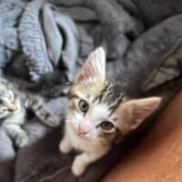 Photo of Iggy