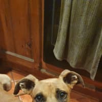 Photo of Gus