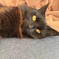 Photo of Kiki   In Foster In Preston